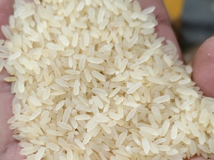 Golden IR64 parboiled rice grains for export