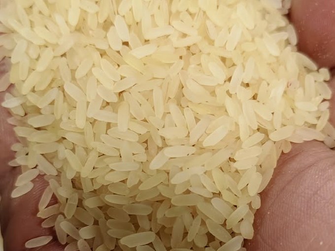 Steam rice grains, non-sticky export grade