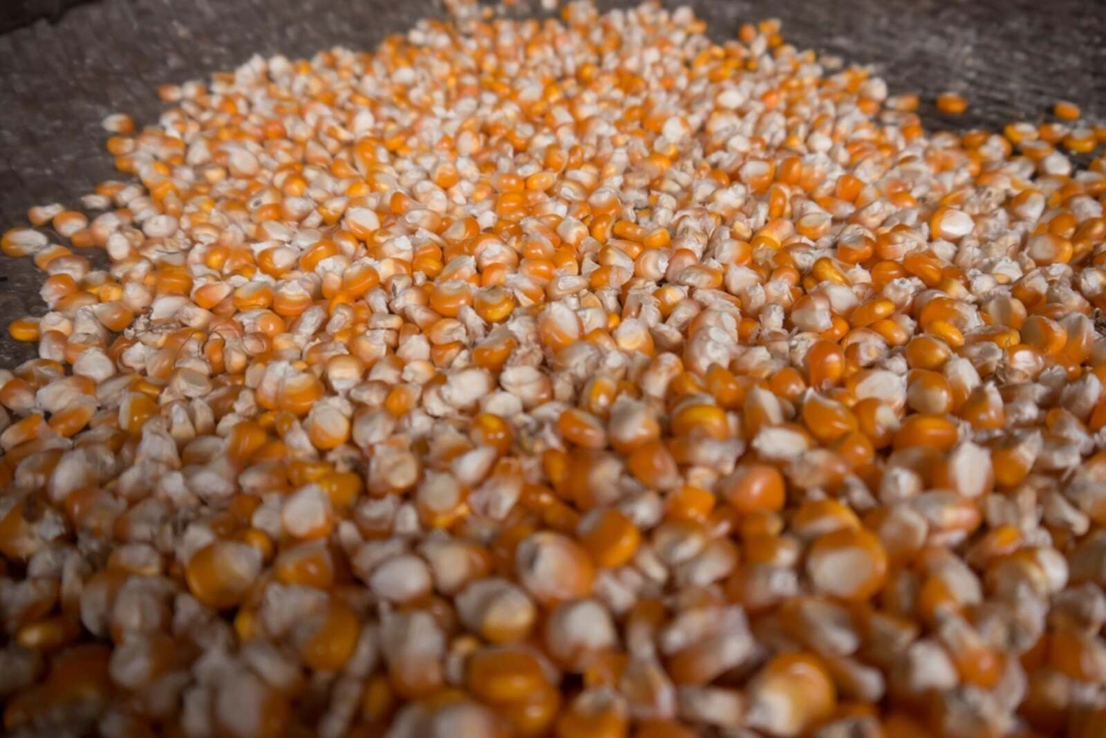Yellow maize and cattle feed in export packaging
